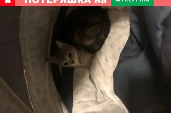 Найдена домашняя кошка в Северном Тушино, Москва