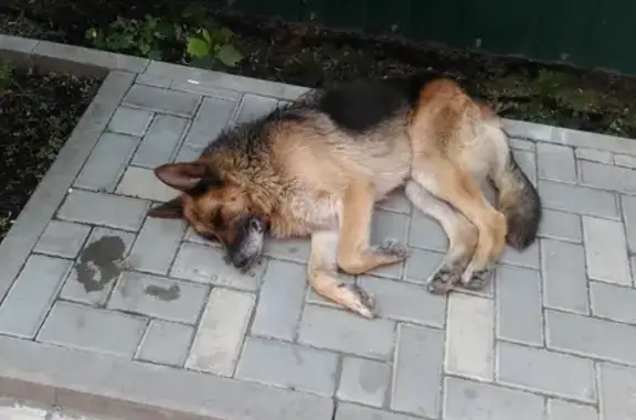 Собака найдена на улице 1 Мая, 304 в Краснодаре