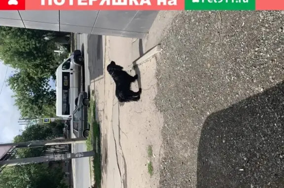 Собака на Димитрова/Моск. шоссе, ул. Г. Димитрова, 69, Самара