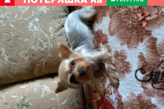 Пропала собака Йорк терьер в Боровске, Калужская обл.