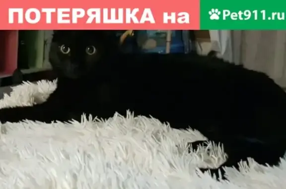 Пропала кошка в Казани, пос Победилово, садовое общество 