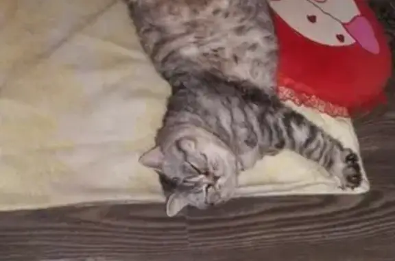 Потерянные животные Курган, фото: Пропала кошка в СНТ Энергетик 1, тел. Курган.