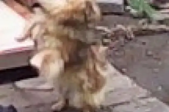 Собаки потеряшки, Калининград, фото: Потеряшка собака Жора в п. Совхозное, Калининград