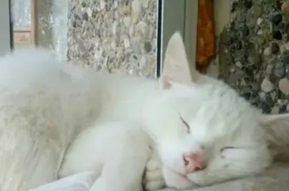 Пропала чисто-белая кошка в районе Ворошилова, Рыбинск