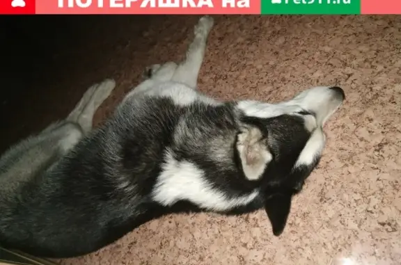 Найдена собака Хаски в Лосино-Петровском