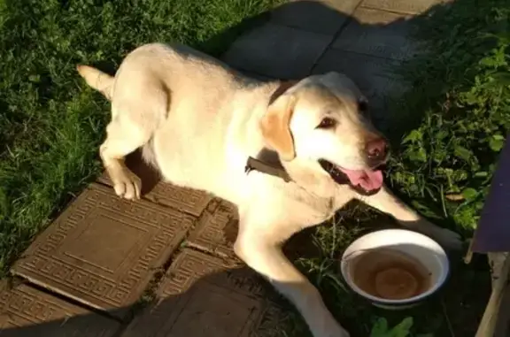Собака Лабрадор найдена в деревне Никулино, 17 км от Алексина