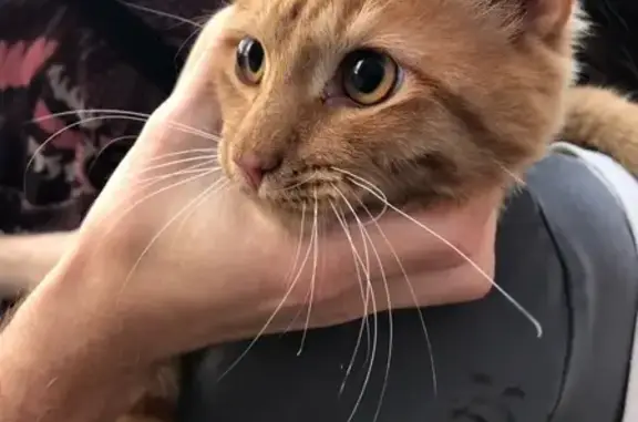 Найден рыжий кот в Тюмени на ул. А. Митинского