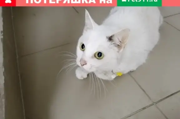 Найдена ласковая кошка на ул. Бабушкина, восстанавливается в клинике