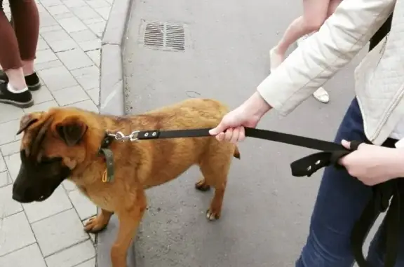 Пропала собака на ул. Заречной в Балашихе (шарпей метис, коричневого окраса, 1 год, 2 мес, чипирована)