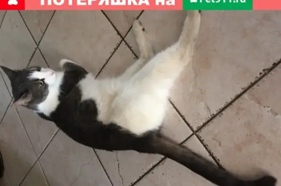 Найден молодой кот на улице Кастанаевская