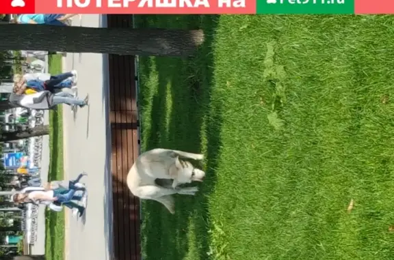 Найденные животные Москва, фото: Найдена собака на ВДНХ, ищем хозяина