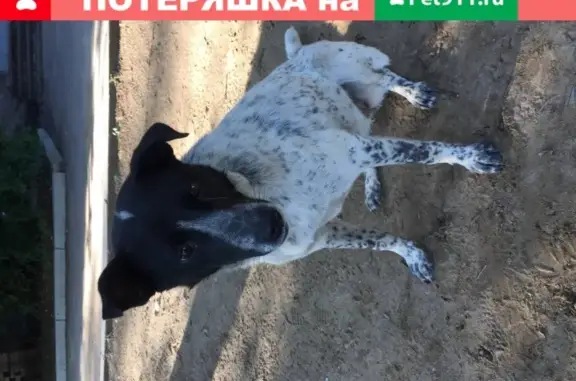 Собака найдена на ул. Селенгинской, 9, Чита