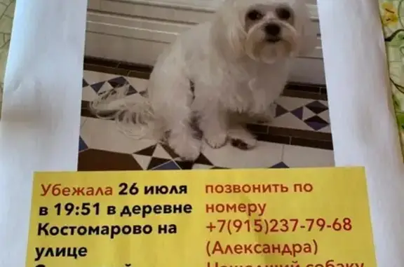 Потерянные животные Москва, фото: Пропала собака Болонка в Москве