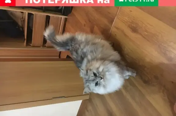 Пропала кошка в Садовом товариществе «Сосновый бор» в Старом Торбеево