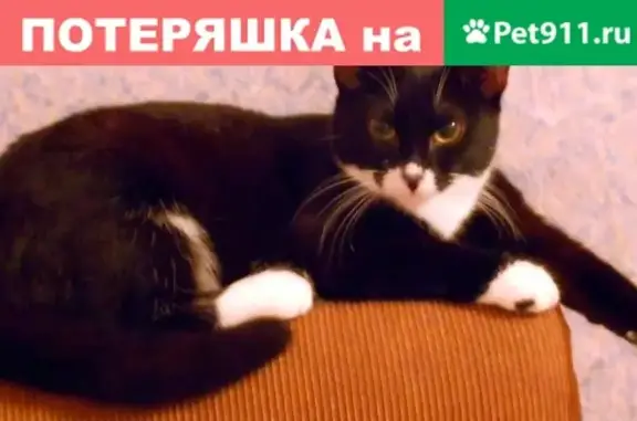 Пропала домашняя кошка по адресу ул. Харьковская, 11, г. Омск