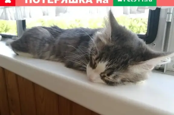 Кошки потеряшки, , фото: Потеряшка кот в Ивановке, Респ. Мордовия, ул. Полевая