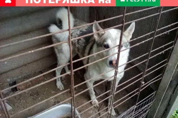 Найдена собака в районе Областной больницы, Брянск.