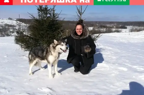 Пропала собака Багира в Рыбинске, Ярославская область