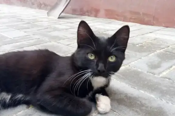 Найдена игривая кошка на улице Товарищеской