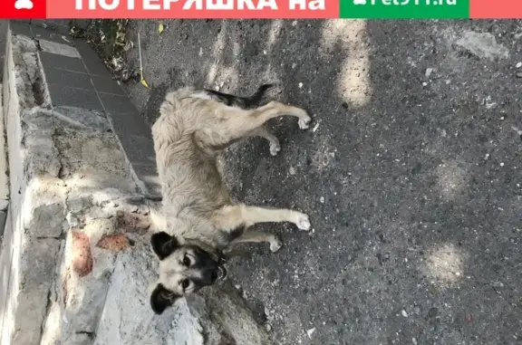 Потеряшка собака на улице Мира, Оренбург