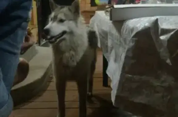 Собака с сломанной лапой найдена в Москве.