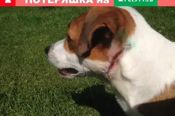 Собака Джек Рассел с порезом в Раменском.