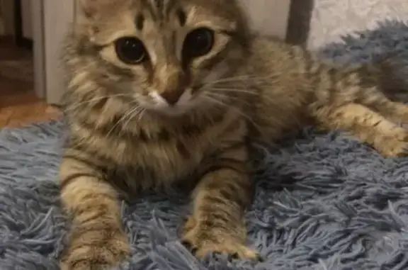 Найдена кошка на Михайловском шоссе, ищем хозяев или новый дом