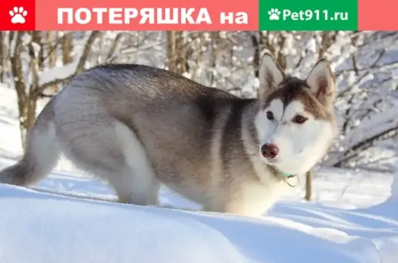 Собаки потеряшки, Нижний Новгород, фото: Потеряшка собака Хаски на Обрубной улице, Нижний Новгород