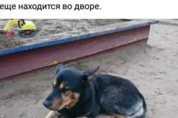 Собаки потеряшки, Казань, фото: Потеряшка собака в Кировском, звоните 89178821527