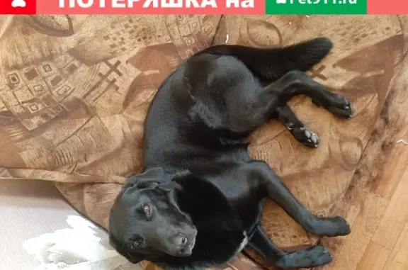 Собаки потеряшки, Дзержинск, фото: Потеряшка собака Гэрри в Дзержинске, Нижегородская область