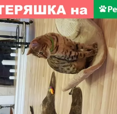 Найден молодой кот в посёлке амз Челябинск