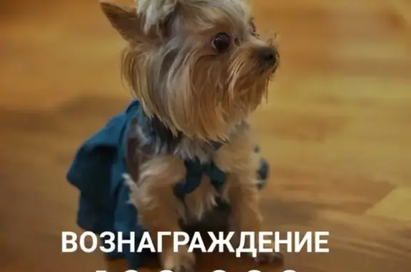 Собаки потеряшки, Москва, фото: Потеряшка йорк Лили в Ступинском районе, вознаграждение 100000