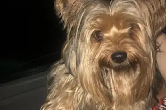 Потерянные животные Ставрополь, фото: Пропал кобель Йоркширского терьера на пр. Ворошилова, 5а, кв.75, Ставрополь