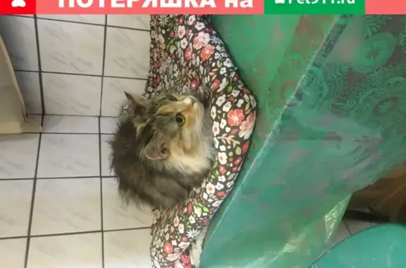 Найдена кошка на Комендантском пр.