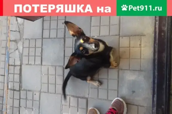 Собака на ул. Советской, 14 в Динской станице