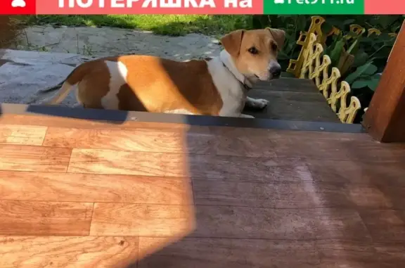 Найдена собака Джек рассел терьер в Жуковском