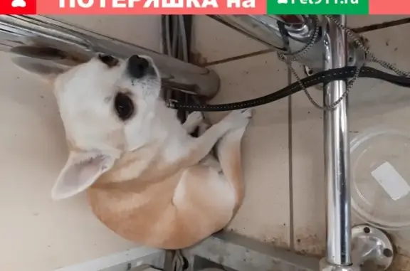 Собака найдена в Домодедово на улице Малая Гороховка.