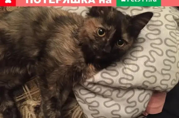 Найдена кошка на Северо-Чемском, Новосибирск.