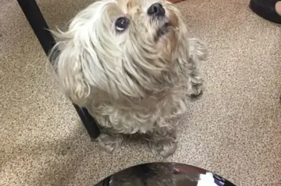Найдена собака Болонка в Электростали