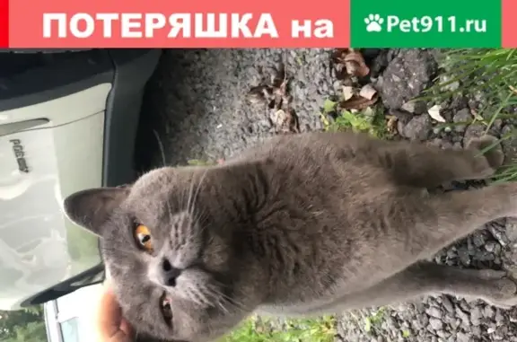 Найдена домашняя кошка на парковке по ул. Митрофанова 22