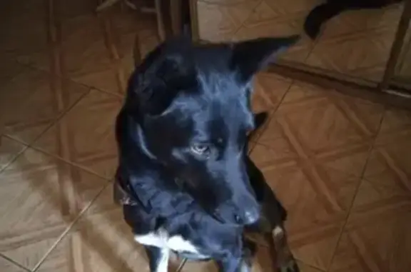 Найдена собака в Подушкинском лесу, Одинцово