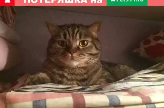 Пропала кошка Тимка в деревне Плесенское, Наро-Фоминский р-н.