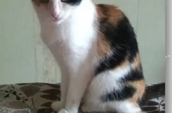 Потерянные животные Плещеево, фото: Пропала кошка Мезенка в районе озера - нужна помощь!