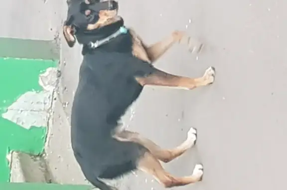 Найдена собака на улице Саянская