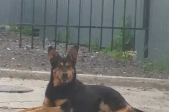 Пропала собака в Казани, помогите!