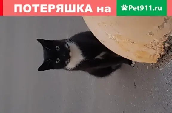 Найдена кошка у подземного перехода в Москве