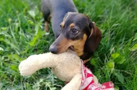 Собаки потеряшки, Нижний Новгород, фото: Потеряшка такса на ул. Родионова, Н. Новгород