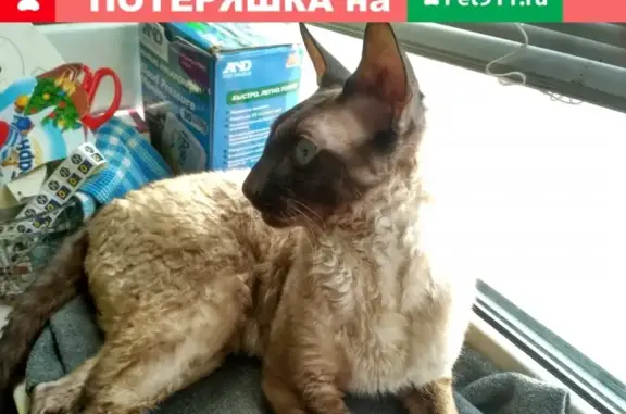 Пропала кошка Корниш рекс в Приозерске