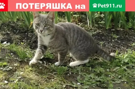 Найдена кошка возле аэродрома Волосово, Чеховский район