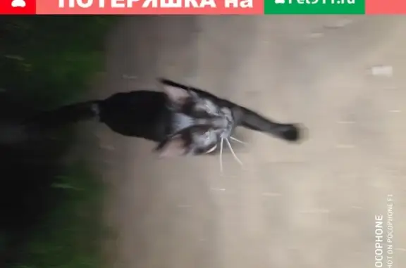 Найдена черная кошка с ошейником на берегу Финского